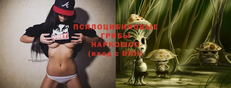 Псилоцибиновые грибы MAGIC MUSHROOMS  как найти закладки  Пучеж 